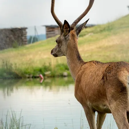 V Soukromi V Sachu 乡村民宿 *